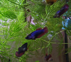 Рыбка петушок, самки, betta splendens (6 фото из 9)