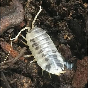 Isopoodid/puugid Dairy Cow Porcellio Laevis (3 foto / 5)