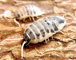 Isopoodid/puugid Dairy Cow Porcellio Laevis (4 foto / 5)