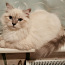 Невский маскарадный котёнок (фото #2)
