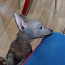 Xoloitzcuintli miniatura (valokuva #2)
