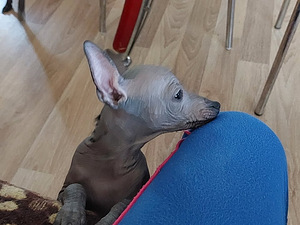 Xoloitzcuintli miniatura (2 valokuva sivusta 7)