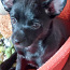 Мексиканская голая собачка маленькая (миниатюра Xoloitzcuint (фото #3)