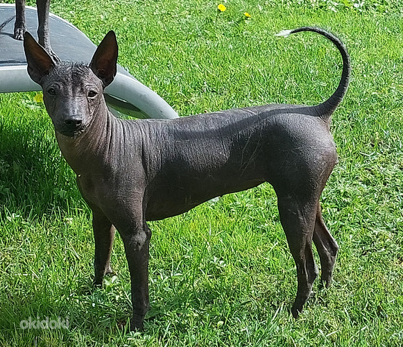 Маленькая нудистка Мексиканская голая собачка маленькая (миниатюра Xoloitzcuint - Tallinn,  Собаки – okidoki