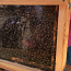 Mesilastega klaastarud koju. (foto #2)