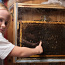 Стеклянные улья с пчёлами для дома. (фото #1)