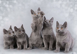 Котята Sartrez Chartreux (1 фото из 3)