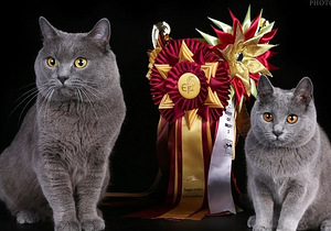 Котята Sartrez Chartreux (3 фото из 3)