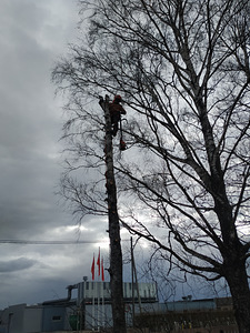 Arboristi tööd (1 foto / 2)