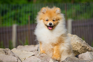 Pomeranian spitz (2 foto no 3)