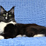 Aretatud Maine Coon kass (foto #5)