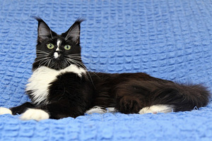 Aretatud Maine Coon kass (5 foto / 5)