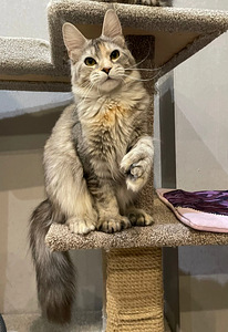 Kasvatatud Maine Coon kassid (4 foto / 8)