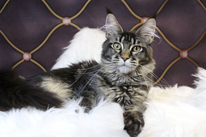 Kasvatatud Maine Coon kassid (6 foto / 8)
