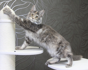 Kasvatatud Maine Coon kassid (8 foto / 8)