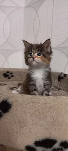 Maine coon kassipojad (4 foto / 10)
