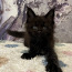 Котята породы мейн кун (фото #5)