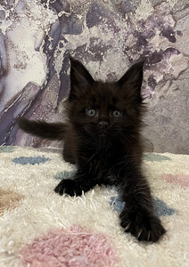 Maine coon kassipojad (5 foto / 10)