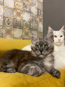 Maine coon kassipojad (1 foto / 10)