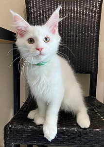 Maine coon kassipojad (10 foto / 10)