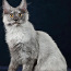 Котята породы Мейн кун (фото #4)