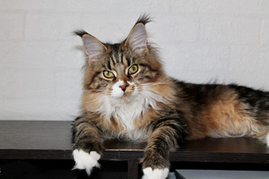 Kasvatatud Maine Coon kassid (2 foto / 4)