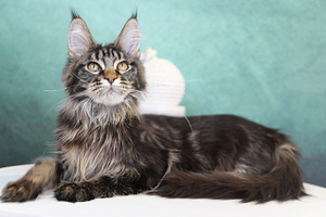 Kasvatatud Maine Coon kassid (3 foto / 4)