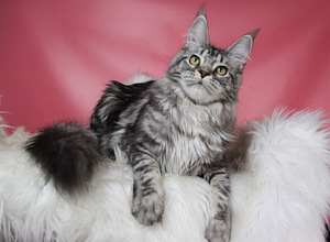 Котята породы мейн кун (7 foto / 10)
