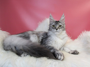 Котята породы мейн кун (8 foto / 10)