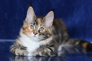 Котята девочки породы мейн кун (2 фото из 9)