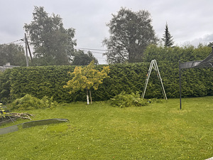Heki pügamine (7 foto / 9)