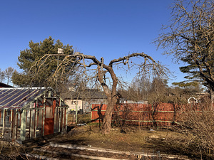 Стрижка яблонь (3 фото из 9)