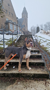 Paaritus (American bully) (2 foto / 2)
