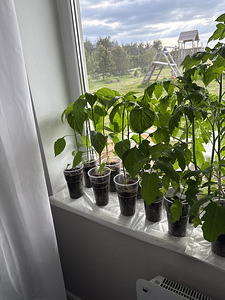 Paprika ja tomati taimed 500 ml plastiktopsis (2 foto / 2)