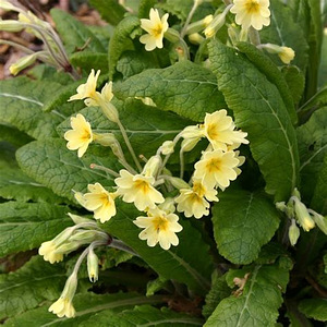 Kõrge priimula - püsik (1 foto / 1)