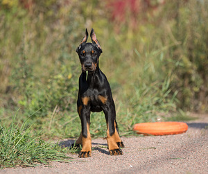 Dobermann female (2 foto / 10)
