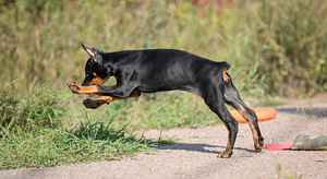 Dobermann female (3 foto / 10)