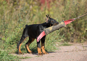 Dobermann female (10 foto / 10)
