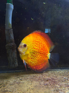 Discus (3 foto / 3)
