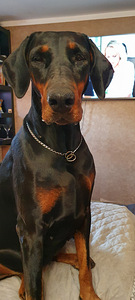 Doberman (1 foto / 3)