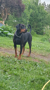 Doberman (2 foto / 3)