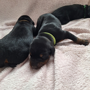 Dobermans (6 foto no 6)