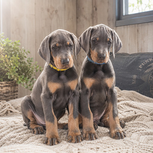 Dobermann (2 foto / 3)