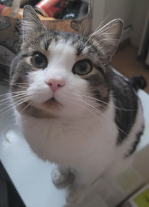 Väga südamlik kass ootab uusi omanikke (5 foto / 5)