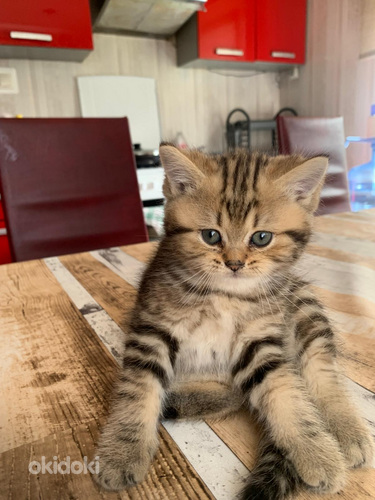 Продаются котята британской короткошерстной породы.