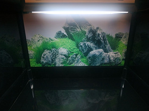 Roomajate terraarium (9 foto / 9)