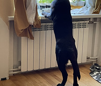 Labrador otsib pruuti)