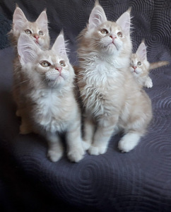 Maine Coon (4 foto / 5)