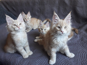 Maine Coon (3 foto / 5)