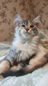 Котята мейн кун (1 фото из 10)